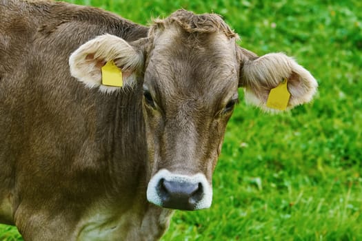 Portrait of a Cow on the Pasture