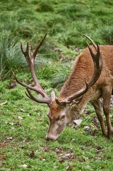 Deer Grazing on the Slope of a Hill