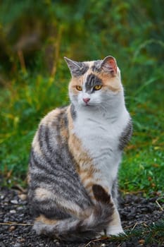 Domestic Cat Sitting on the Gravel Road