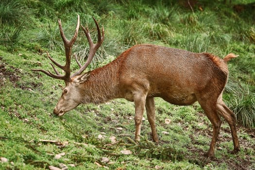 Deer Rest on the Slope of a Hill