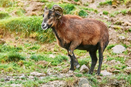 Ram Standing on the Slope of a Hill