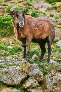 Ram Standing on Stones in Rainy Weather