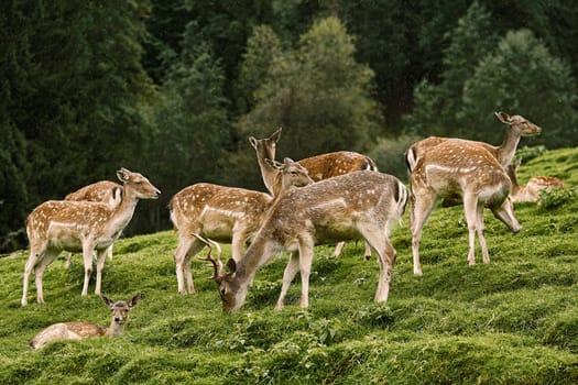 Deers on the Slope of a Hill near the Forest