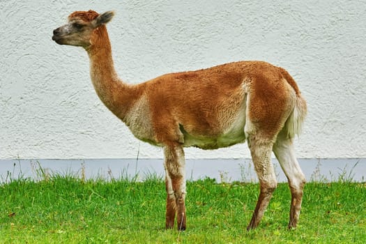 Alpaca (Vicugna Pacos) near the White Wall of a House