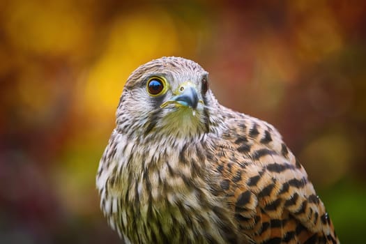Portrait of Common Kestrel (Falco Tinnunculus)