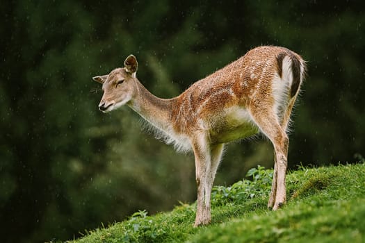 Deer under the Rain at Edge of the Forest