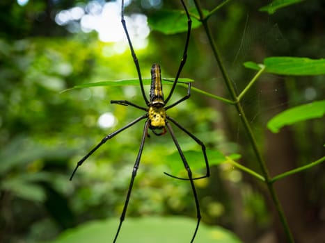 Spider on spider web in the forest.