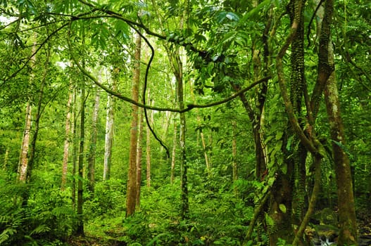 Landscape of tropical rainforest in a morning, Malaysia