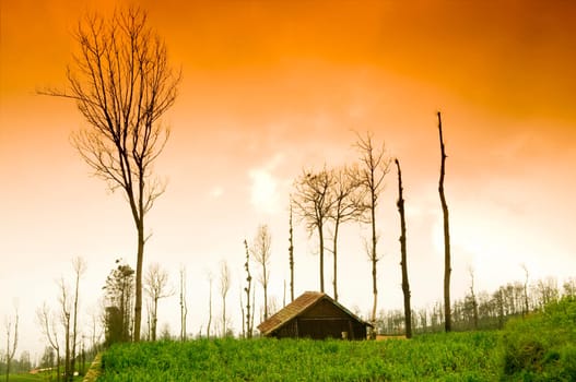 Fresh Farmland Sunrise in Cemoro Lawang, Java, Indonesia, Asia.
