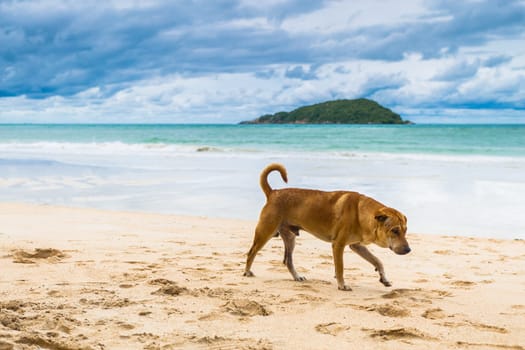 Brown dog is walking on the beach.