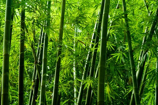 Lanscape of bamboo tree in tropical rainforest, Malaysia