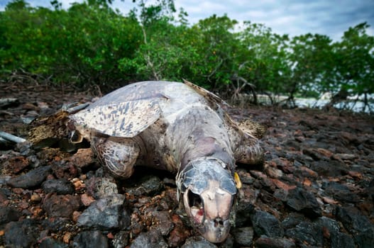 Dead sea turtle at mangrove area, Port Dickson, Malaysia, Asia