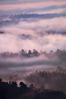Sunrise over tropical rainforest with fog, Bukit Panorama, Sungai Lembing, Malaysia, Asia
