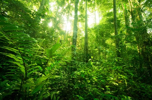 Landscape of tropical rainforest in a morning, Malaysia