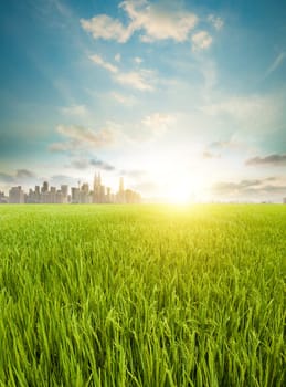Malaysia landscape sunrise view, paddy field at foreground, kuala lumpur skyline city view at the background.