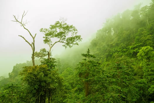 Mountain range view from peak in a foggy morning, tropical dense jungle.