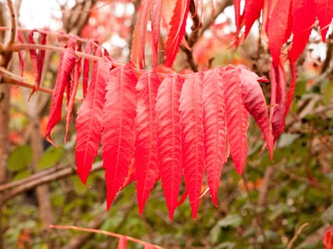 beautiful ornate hanging red autumn leafs on branch of tree  essex  england  uk