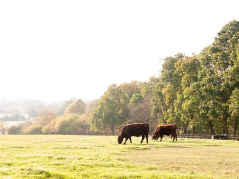 several brown dairy farm cows grazing in summer field  essex  england  uk