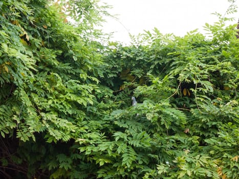 small pigeon hiding in green leaves up above  essex  england  uk