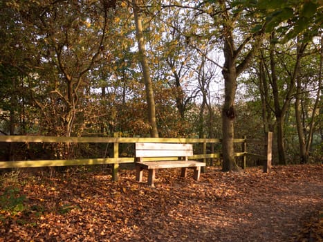 beautiful autumn hold light on empty wooden bench outside  essex  england  uk