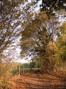 beautiful autumn tree golden leaf scene outside country walkway  essex  england  uk