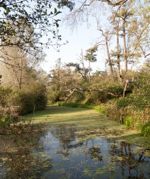 golden sun light dirty lake surface top with trees  essex  england  uk
