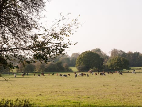 many dairy cows grazing in field on horizon with clear sky  essex  england  uk