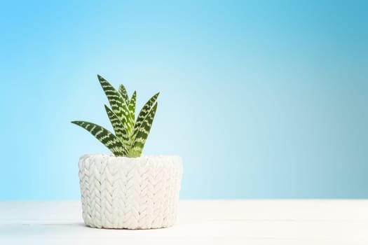 Agave in pot at studio on white table