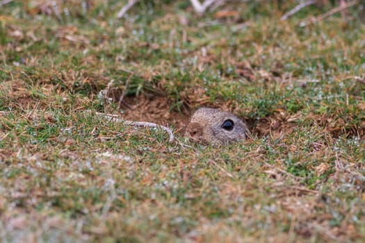 prairie dog (cynomys ludovicianus) sticking out from a burrow. Danube Delta, Romania