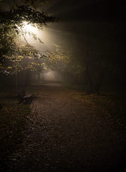 fog in the park,night,soft focus,high iso