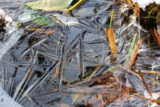 A cold autumn - Frozen leaves in a puddle of water