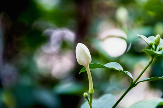 Closeup white flower