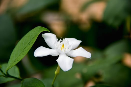 Closeup white flower
