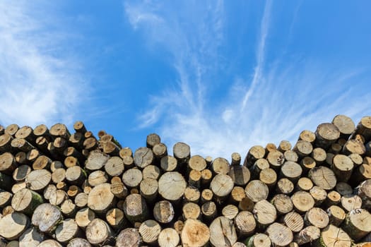 Stack of cut timber logs against clear blue sky. Closeup of wooden trunks.