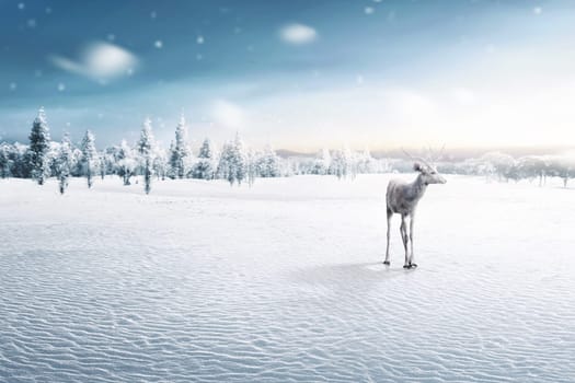 Portrait of reindeer with antlers on winter field