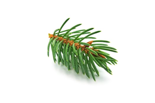 Fir branch,close-up of Christmas decorations on a white background