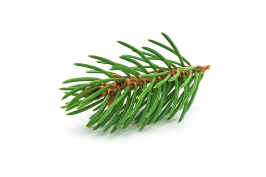 Fir branch,close-up of Christmas decorations on a white background