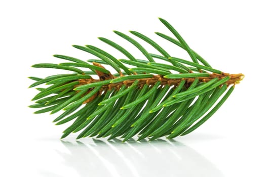 Fir branch,close-up of Christmas decorations on a white background