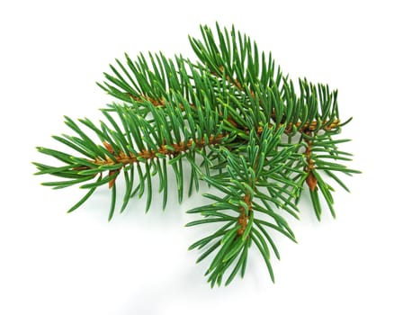 Fir branch,close-up of Christmas decorations on a white background