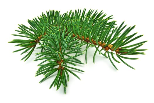 Fir branch,close-up of Christmas decorations on a white background