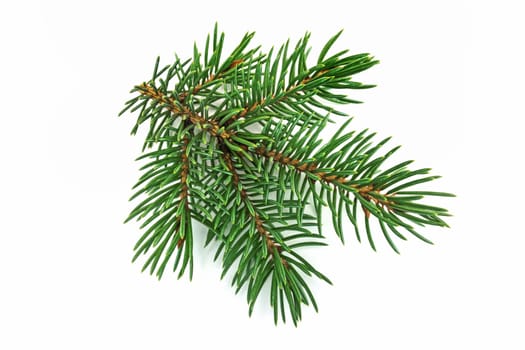 Fir branch,close-up of Christmas decorations on a white background