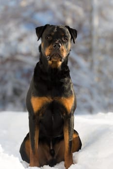 Rottweiler