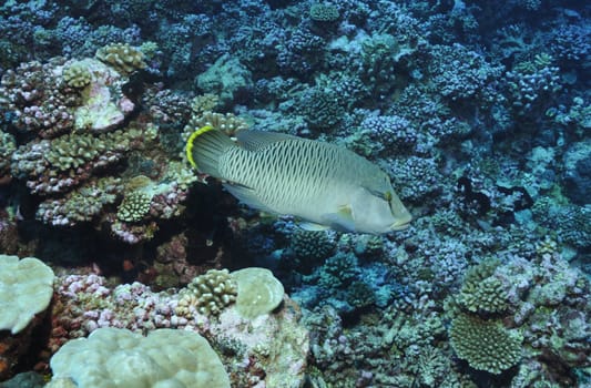Napoleonfish in the corals of Fakarava - South Sea