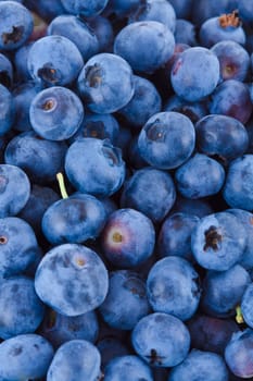fresh blueberries closeup,fruits background