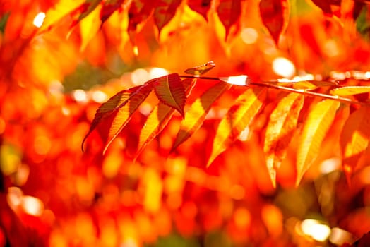 autumnally discolored ash leaves