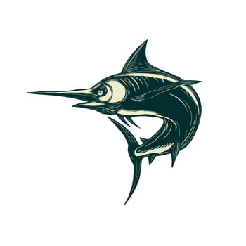 Scratchboard style illustration of a blue marlin, marlin, sailfish , bill fish or game fish jumping done on scraperboard on isolated background.