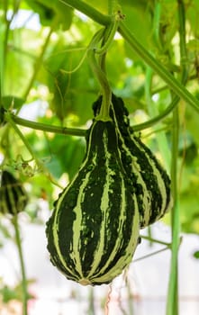 Pumpkin or Ornamental gourd on its tree