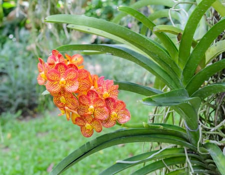 Orange vanda orchid in full bloom