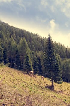 Mountain panorama with forest, horses and sky with clouds in summer.  Photos with vintage effect filter.