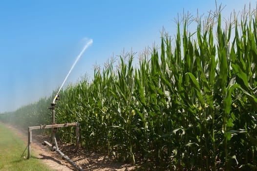 Agricultural equipment. Equipment pumping water on field of corn.Water sprinkler